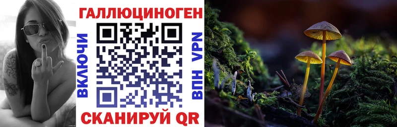 Купить закладки  Зверево  Псилоцибиновые грибы GOLDEN TEACHER 